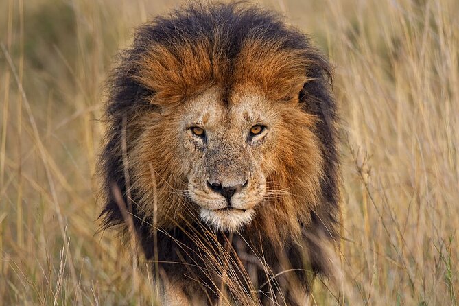 Experience the Thrill: Unforgettable Lion Safari Adventure - Booking Your Adventure: How to Secure Your Spot