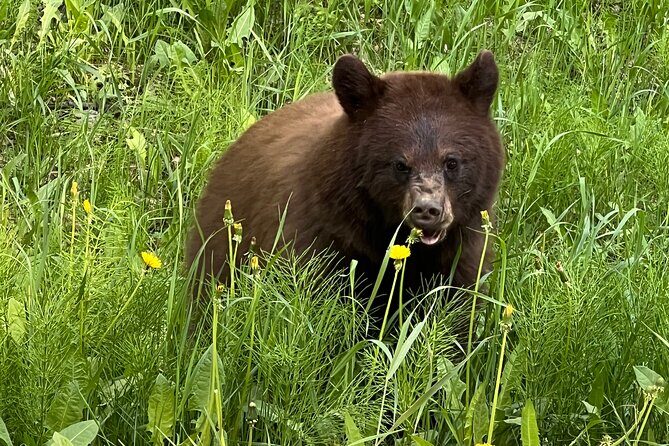 Experience the Yukon and Suspension Bridge - FAQ