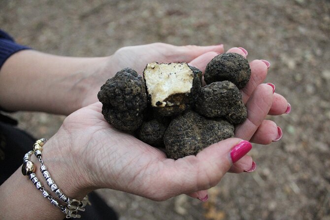 Experience Tuscan Truffle Hunting With Wine and Lunch - Truffle Hunt Tour With Guide and Dogs