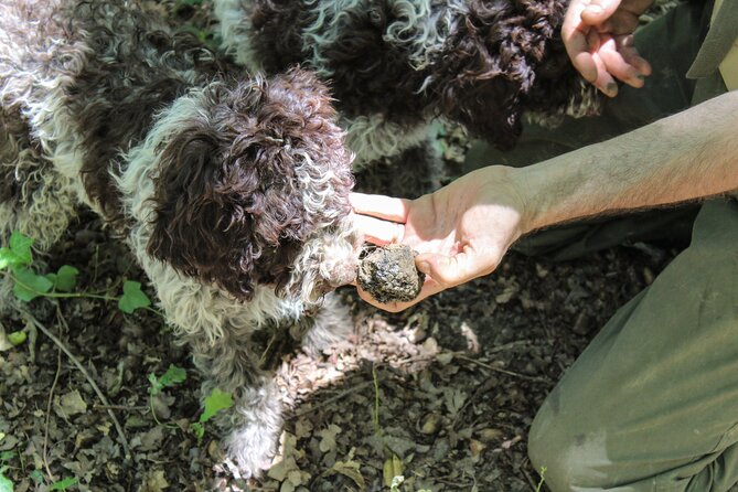 Experience Tuscan Truffle Hunting With Wine and Lunch - Wine Tasting and Food Product Sampling