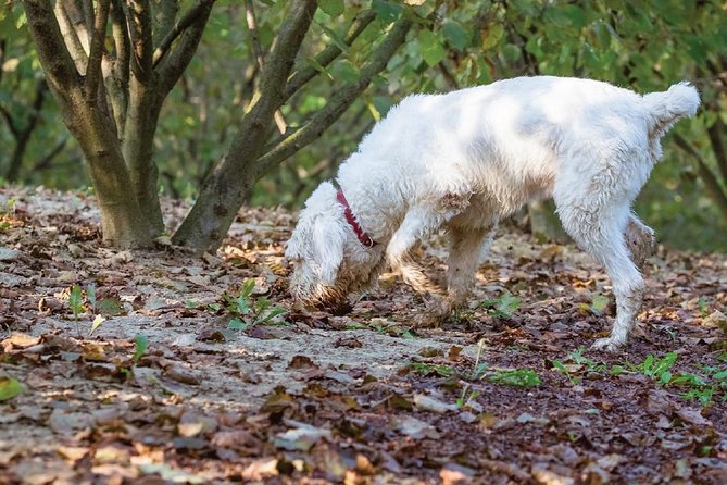 Experience Tuscan Truffle Hunting With Wine and Lunch - Additional Information and Customer Reviews