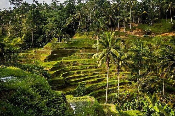 Experience Ubud Highlights Private Tour - FAQ