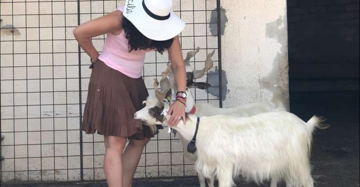 Experience With Girgentan Goats in Agrigento - Good To Know