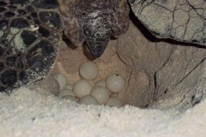 Experience With Sea Turtles in Boavista - Common Questions