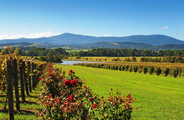 Experience Yarra Valley: a Tailored Private Wine Journey - Booking Details for the Wine Journey
