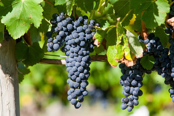 Experience Yarra Valley: a Tailored Private Wine Journey - Various Pickup Points Available