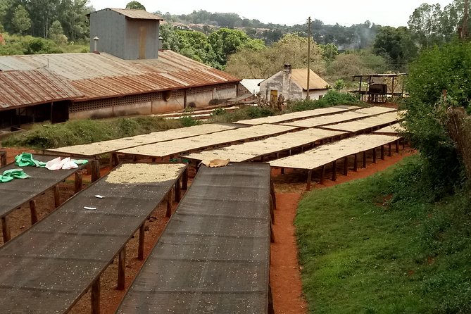 Experiential Coffee Farm Tour With Free Gift - Tour Description