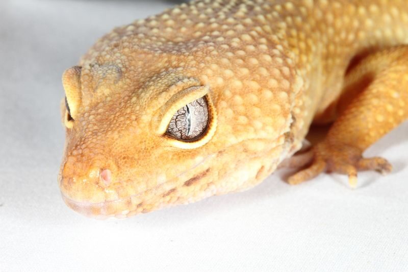 Experimental Zoo "iZoo" Admission Ticket in Shizuoka - How to make the ticket work for you