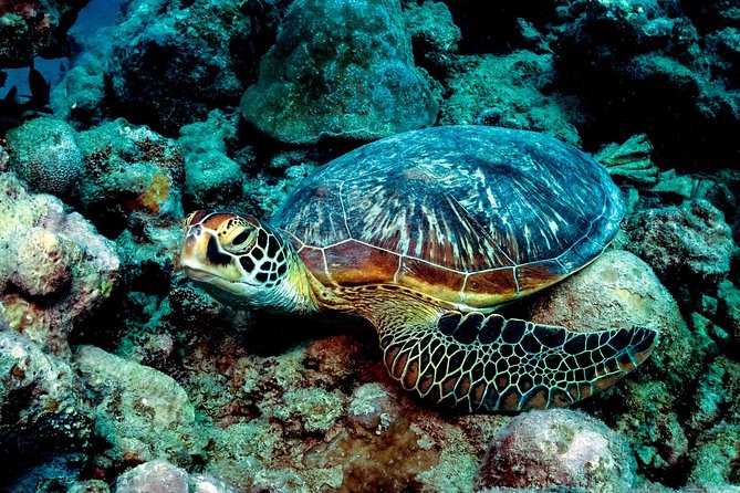 Exploration Dives for Experienced Divers - Dive Location in Mauritius