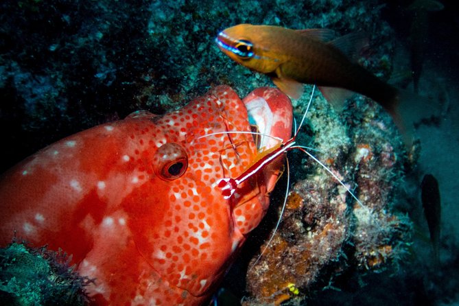 Exploration Dives for Experienced Divers - Booking Process Overview