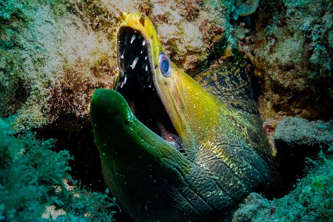 Exploration Dives for Experienced Divers - Customer Reviews and Ratings