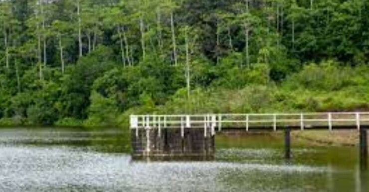 Exploration of Hiyare Forest Through a Nature-Guided Trek - Booking Details for the Trek