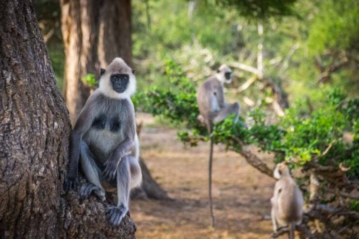 Exploration, Safari, & Guided Scooter Tour in Arugambay - Destination Overview