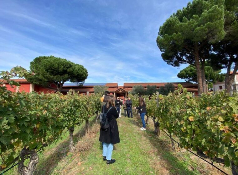Explore 3 Ribera Del Duero Wineries With Madrid Pickup - The Sum Up