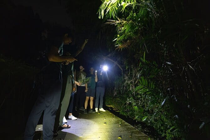 Explore a Rainforest teeming with Wildlife at Night! - What to Expect from the Night Rainforest Tour