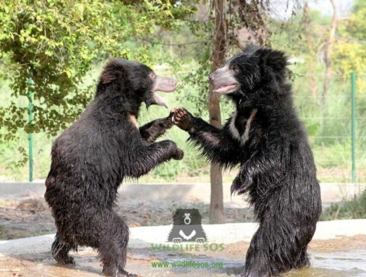 Explore Agra City Tour With Tuk Tuk Experience - Tour Details