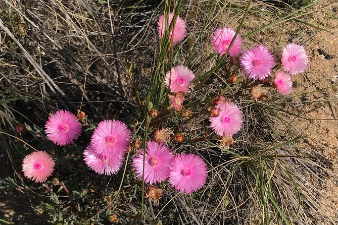 Explore Ancient Rock Art on a Private Guided Trip From Cape Town - Common Questions