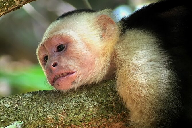 Explore and Learn on a Tour of the Magic Monteverde Cloud Forest - Directions and Travel Advice