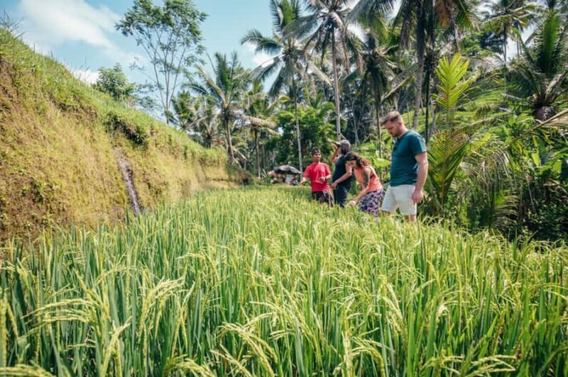 Explore Balis Rice Terraces: Private Guided Hiking Tour - FAQs