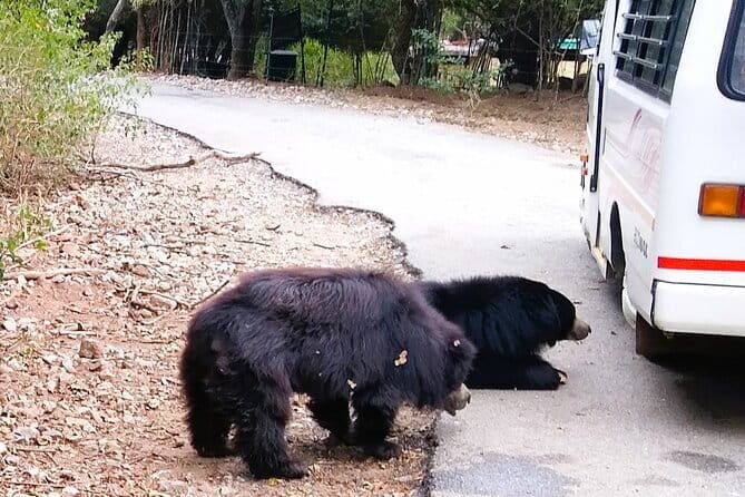 Explore Bangalores Wild Side  An Exclusive Bannerghatta Safari! - Good To Know