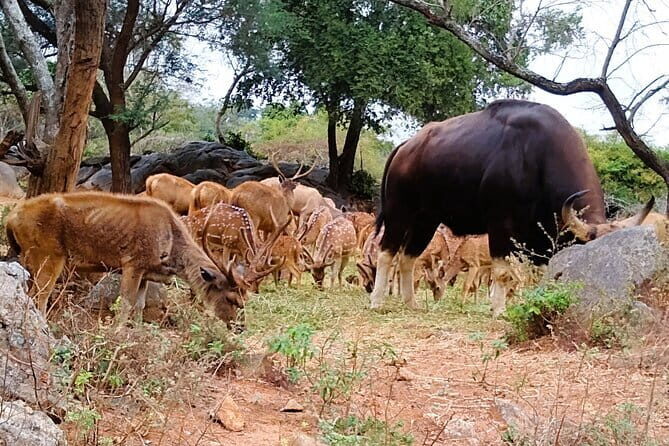 Explore Bangalores Wild Side  An Exclusive Bannerghatta Safari! - A Closer Look at the Bannerghatta Safari Tour