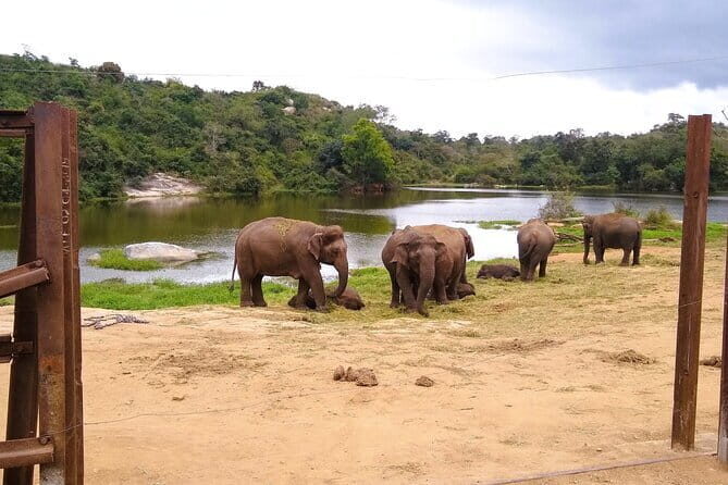 Explore Bangalores Wild Side  An Exclusive Bannerghatta Safari! - The Itinerary: What to Expect