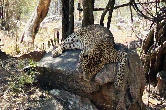 Explore Bangalores Wild Side  An Exclusive Bannerghatta Safari! - Practical Tips for Making the Most