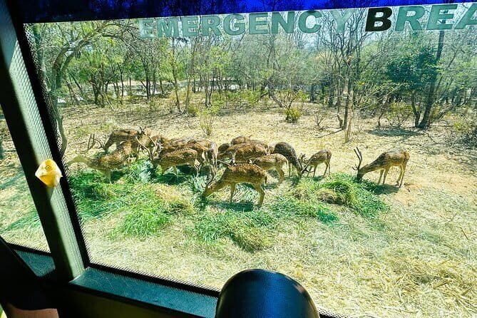 Explore Bangalores Wild Side  An Exclusive Bannerghatta Safari! - Who Should Consider This Tour?