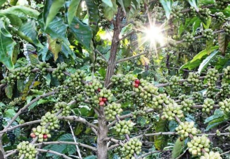 Explore Bangli: Traditional Market,Village,School & Coffee. - Who Would Love This Tour?