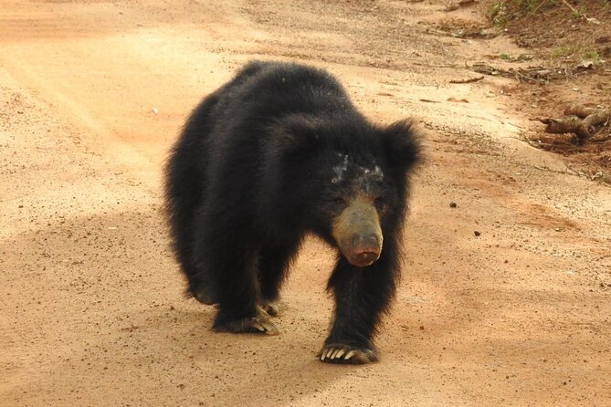 Explore Beauty Of Yala (Ruhuna) National Park From South Coast in One Day. - Meeting and Pickup Details