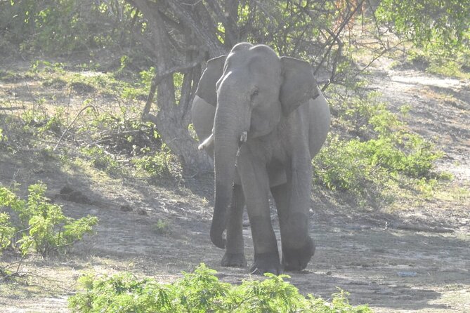 Explore Beauty Of Yala (Ruhuna) National Park From South Coast in One Day. - Cancellation Policy