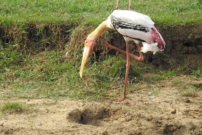 Explore Beauty Of Yala (Ruhuna) National Park From South Coast in One Day. - Pricing, Reviews, and Copyright