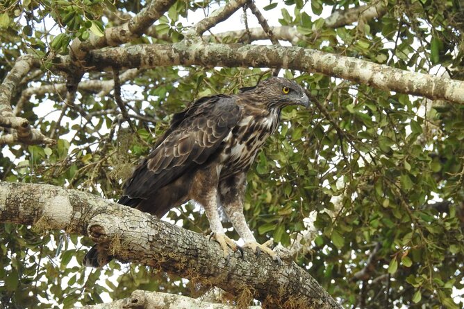 Explore Beauty Of Yala (Ruhuna) National Park From South Coast in One Day. - Directions to Yala National Park