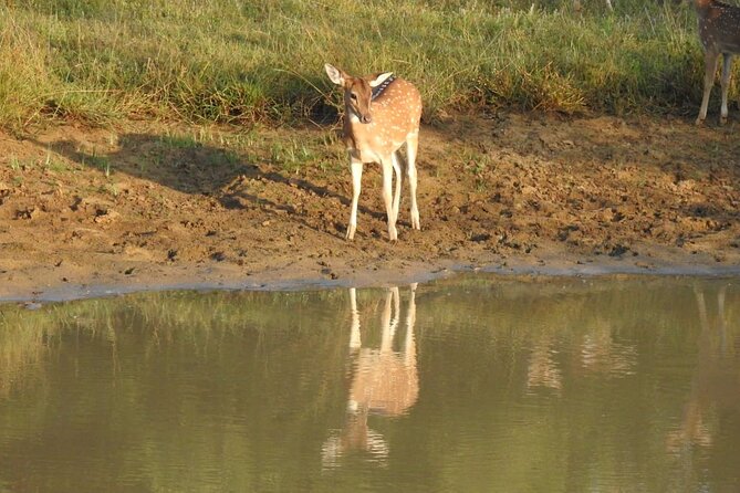 Explore Beauty Of Yala (Ruhuna) National Park From South Coast in One Day. - Tips for Exploring Yala National Park