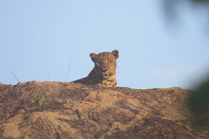 Explore Beauty Of Yala (Ruhuna) National Park From South Coast in One Day. - Common Questions