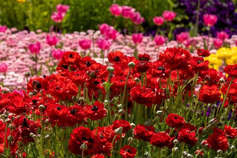 Explore Canberra: The Heart of Australia with Buffet Lunch - A spring day in Canberra, with the long drive included