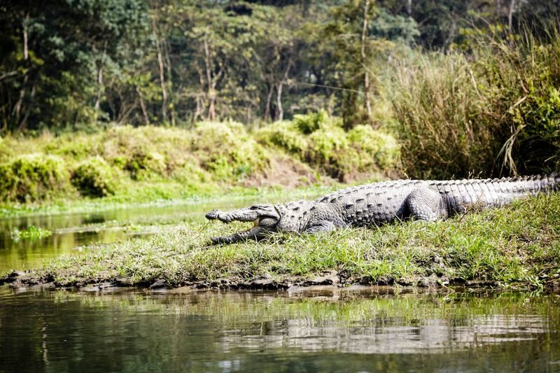 Explore Chitwan: 3-Day Culture, Wildlife & Jungle Tour - Key things to know