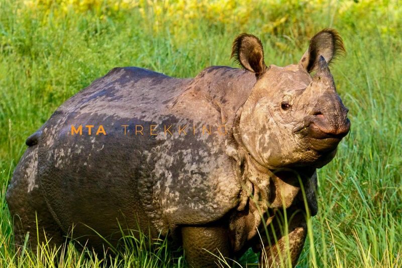 Explore Chitwan: 3-Day Culture, Wildlife & Jungle Tour - Chitwan is more than a safari stop