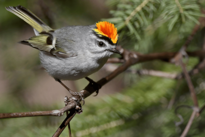 Explore Clingmans Dome: Scenic Walking Tour - Preparation and Meeting Point