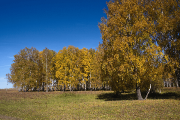 Explore Clingmans Dome: Scenic Walking Tour - Frequently Asked Questions