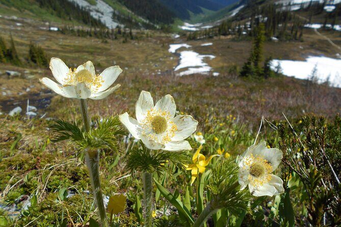 Explore Coastal Mountain Treasures: Scenic Hike from Squamish, BC - The Natural Wonder of the Sea-to-Sky Region