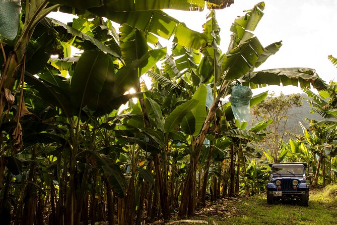 Explore Cocora Valley and Salento Coffee Tours - Tour Highlights