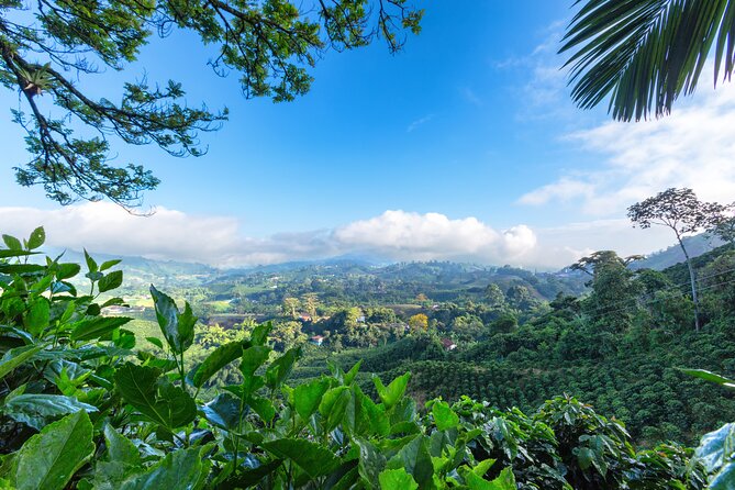 Explore Cocora Valley and Salento Coffee Tours - Guided Tour Experience