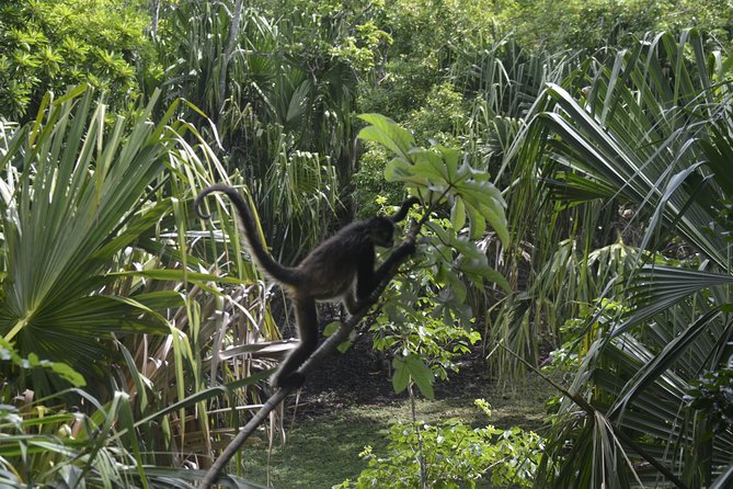 Explore Costa Maya: Chacchoben Ruins and Bacalar Lagoon - Cancellation Policy
