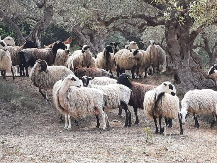 Explore Cretan Villages: Drapanias-Cherethiana-Potamida - Good To Know
