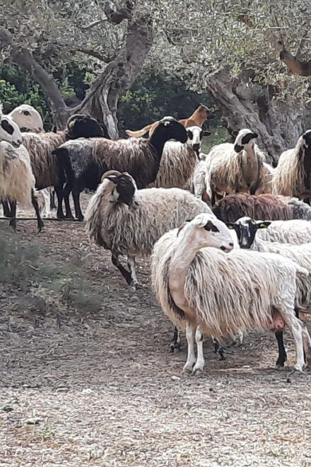 Explore Cretan Villages: Drapanias-Cherethiana-Potamida - The Charm of Cherethiana