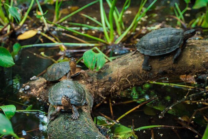 Explore Cuc Phuong National Park: A Guided Trekking Adventure - Good To Know