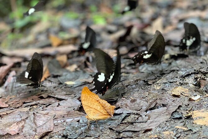 Explore Cuc Phuong National Park: A Guided Trekking Adventure - From Reviews: Authentic Insights