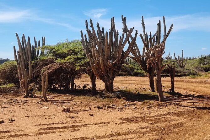 Explore Curacao West by ATV Nature Coastal and Beach - The Sum Up