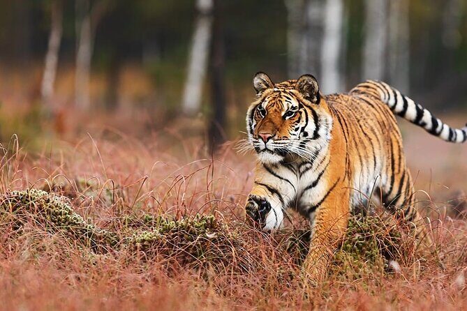 Explore Delhi,Agra,Jaipur Tour 3 Night 4 Days ByCar +Guide+Ticket - Good To Know